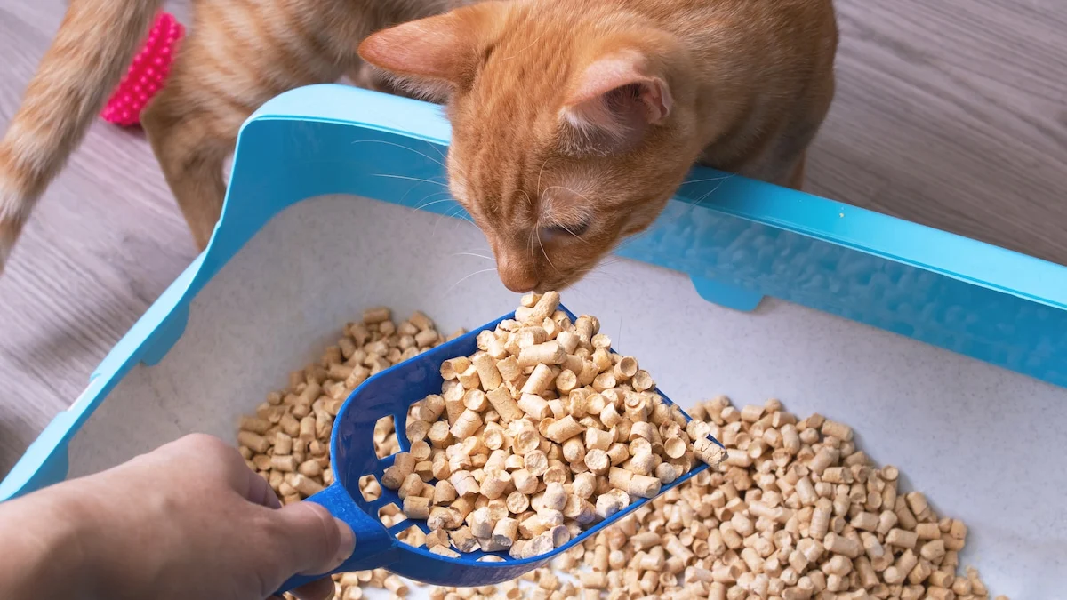 Finding the Purr-fect Fit: A Comprehensive Guide to Choosing the Best Cat Litter for Your Feline Friend