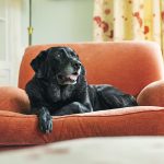 Adopting Senior Dogs: The Benefits and Challenges
