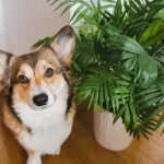 Best Pet-Safe Indoor Plants: 8 House Plants to Keep