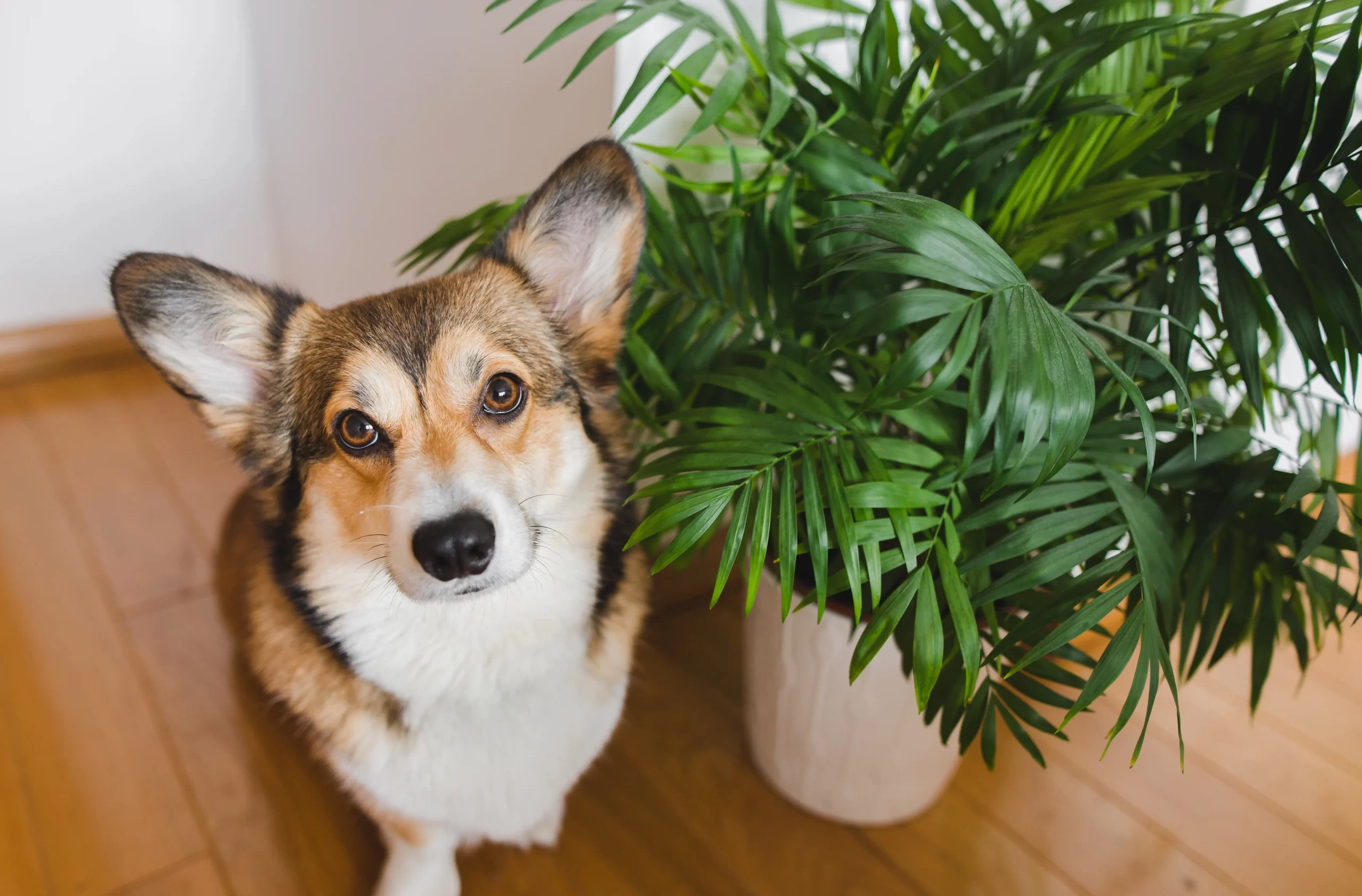 Best Pet-Safe Indoor Plants: 8 House Plants to Keep