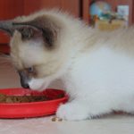 How to Feed Your Cat: A Complete Guide for Cat Owners