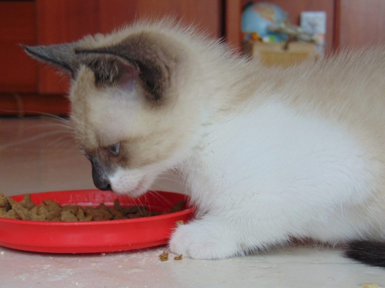 How to Feed Your Cat: A Complete Guide for Cat Owners
