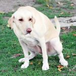 Understanding and Managing Urinary Tract Infections (UTIs) in Dogs