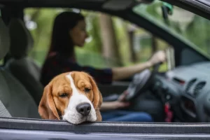 Carsickness in Dogs: Causes & Tips for Preventing Motion Sickness