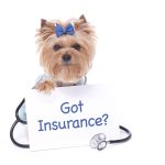 Maximizing Your Pet's Health: Understanding the Benefits and Options of Pet Insurance