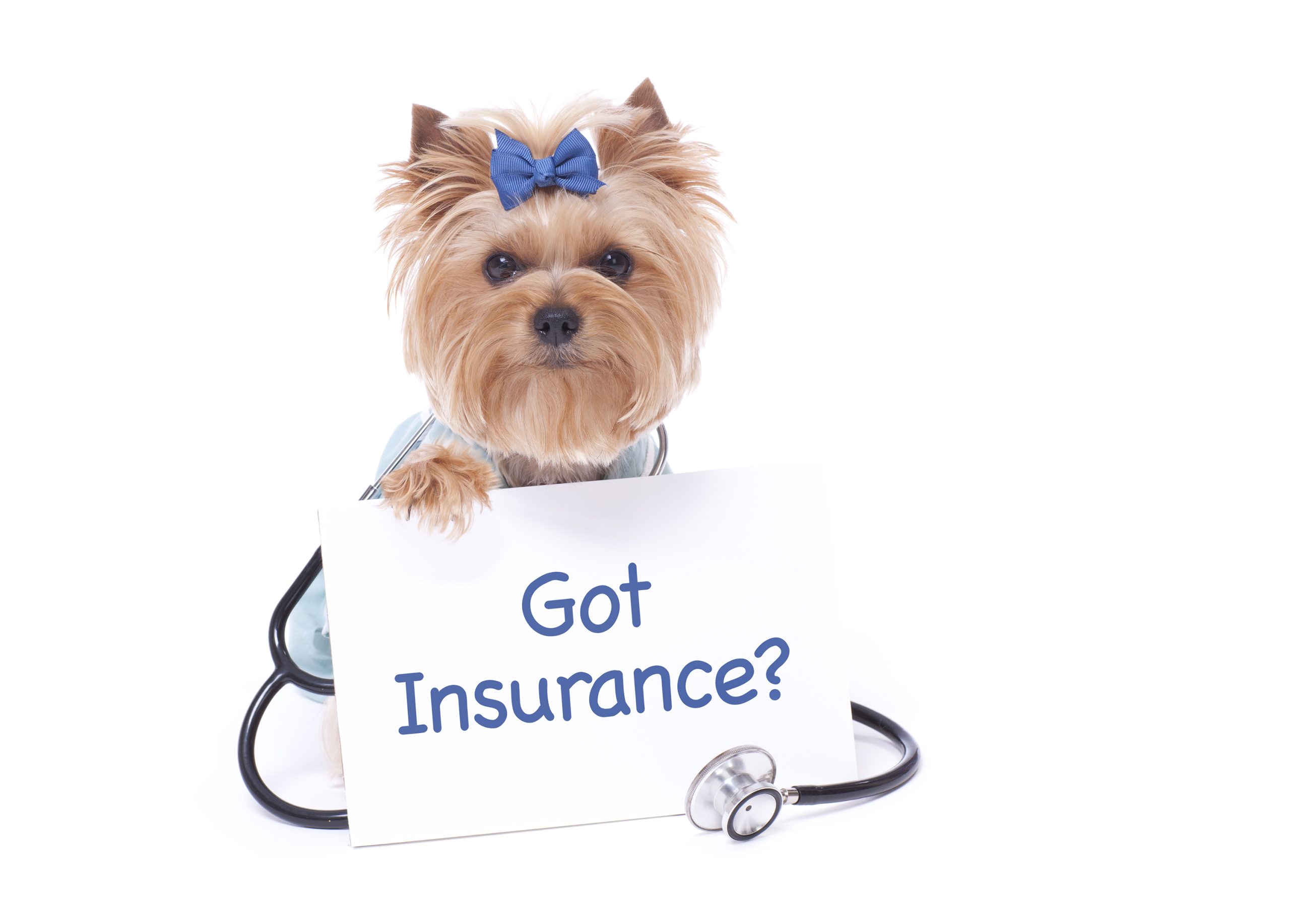 Maximizing Your Pet's Health: Understanding the Benefits and Options of Pet Insurance