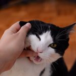 What to Do If Your Cat Bites