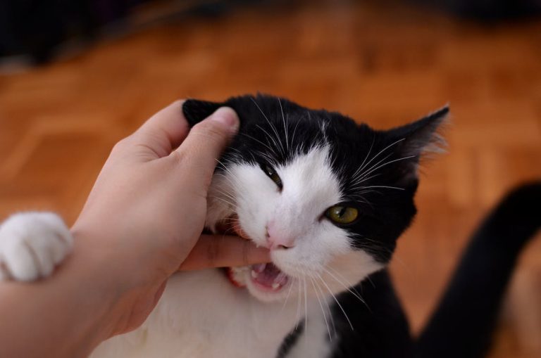 What to Do If Your Cat Bites