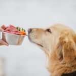 The Evolution of Pet Food: Examining the Shift towards Healthier, Natural, and Organic Options
