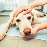 Cancer in Dogs: Causes, Symptoms, and Treatment Options