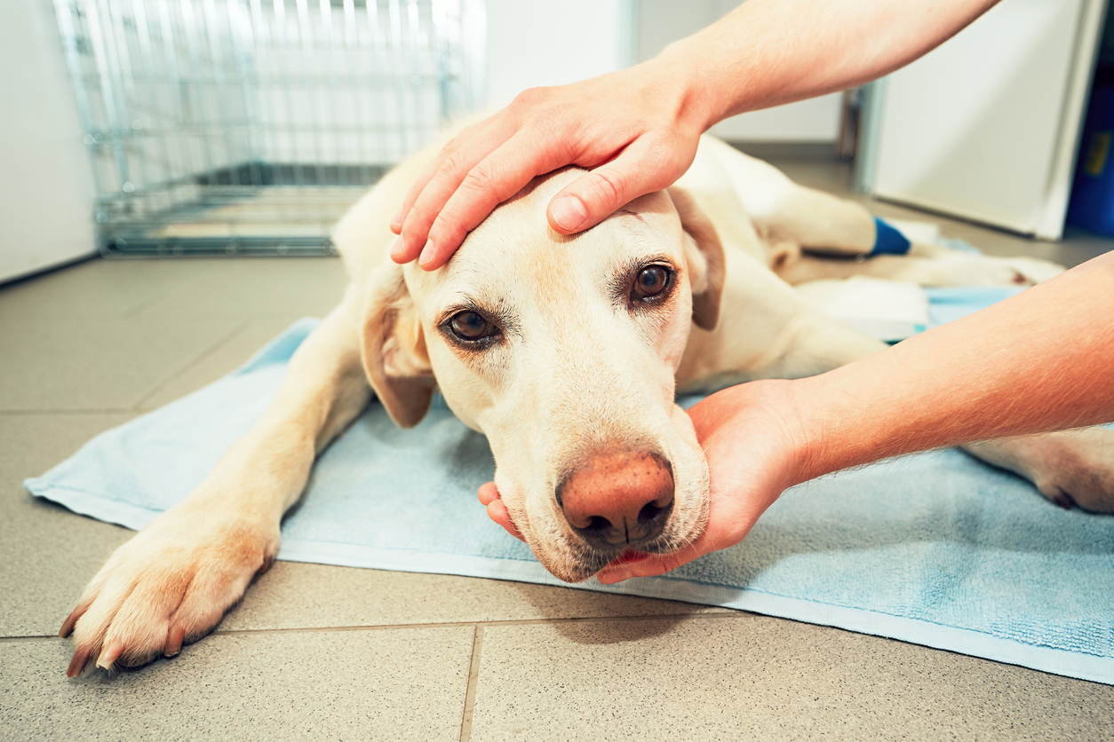 Cancer in Dogs: Causes, Symptoms, and Treatment Options