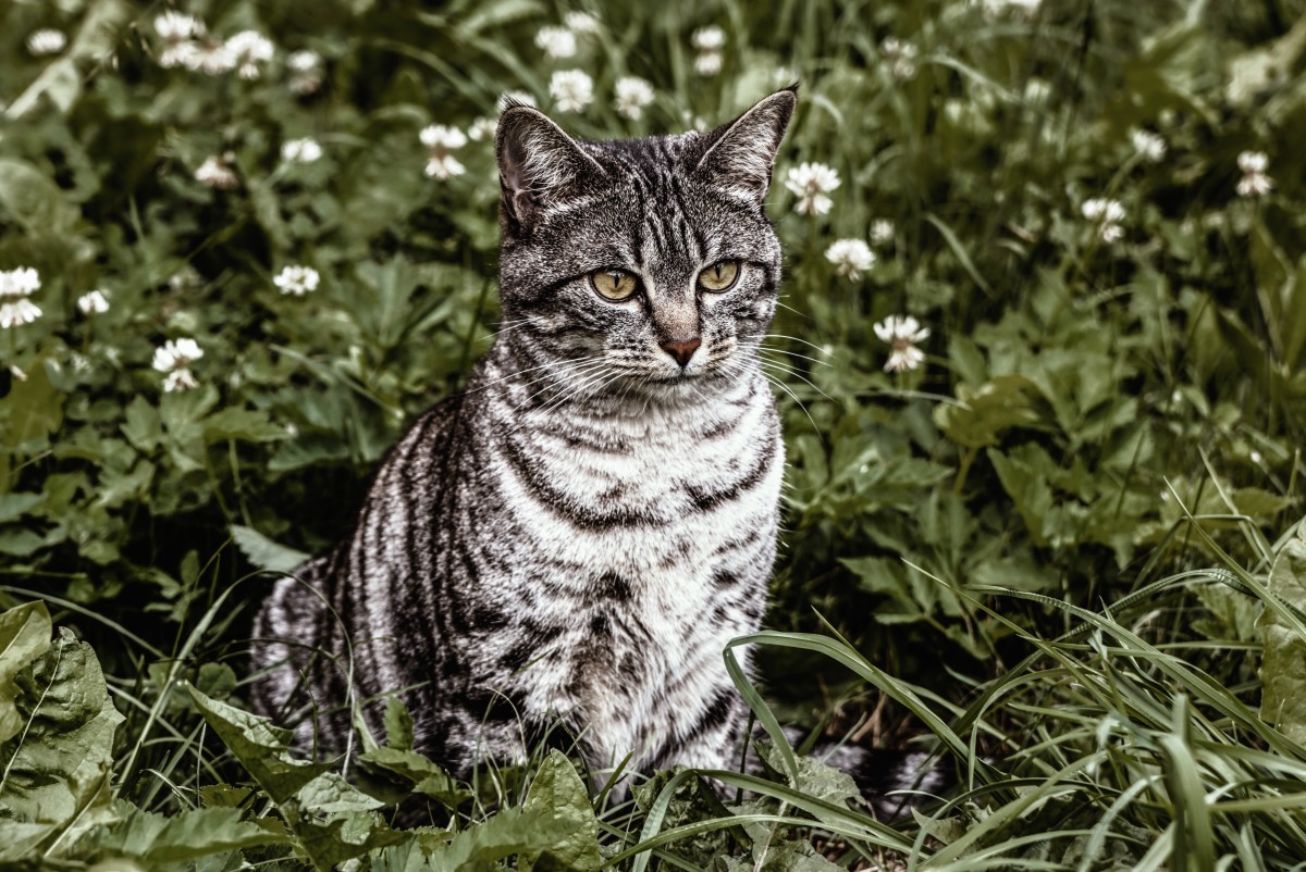 A Guide to Dealing with Fugitive Felines