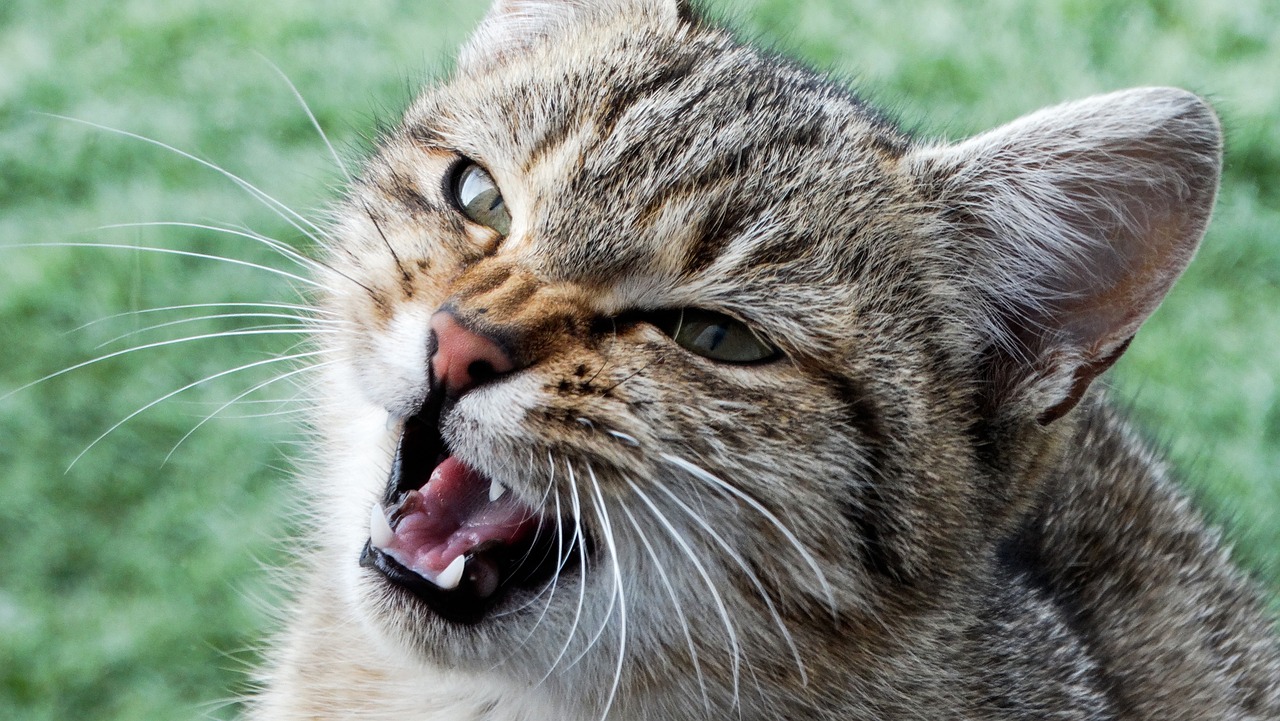 Conquer Tiger Syndrome: Taming Aggression in Cats