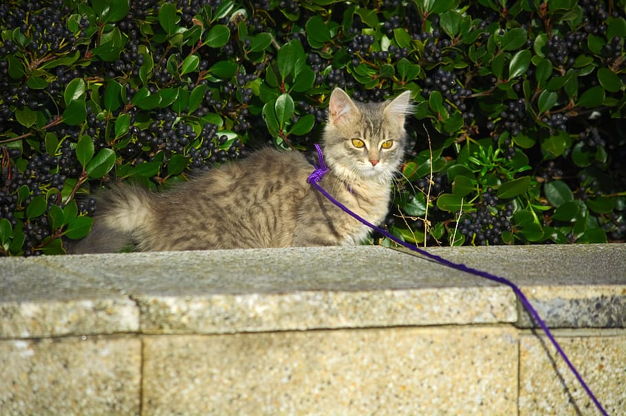 Your Ultimate Guide to Safely Walking Your Cat on a Leash