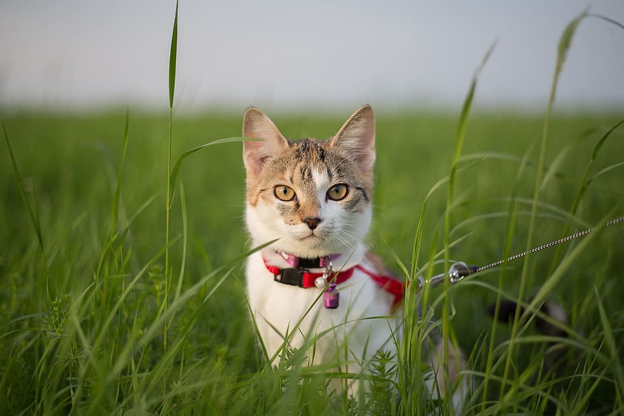 Your Ultimate Guide to Safely Walking Your Cat on a Leash